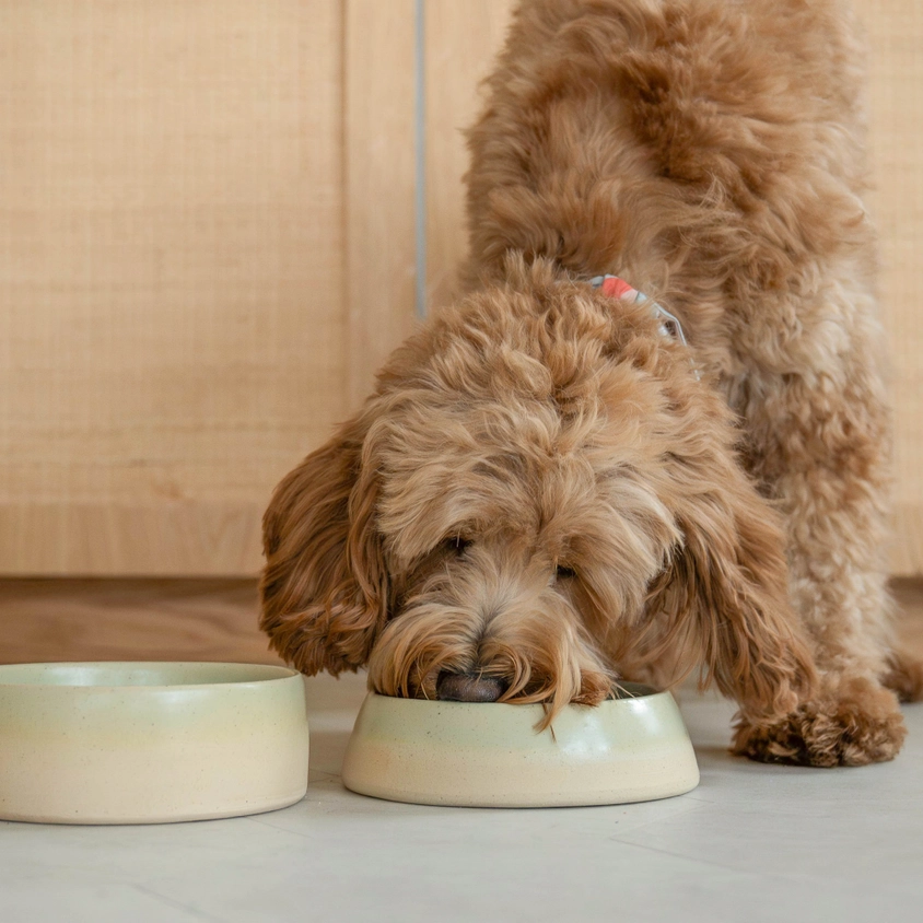 Keramieken hondenvoerbak - Afbeelding 2