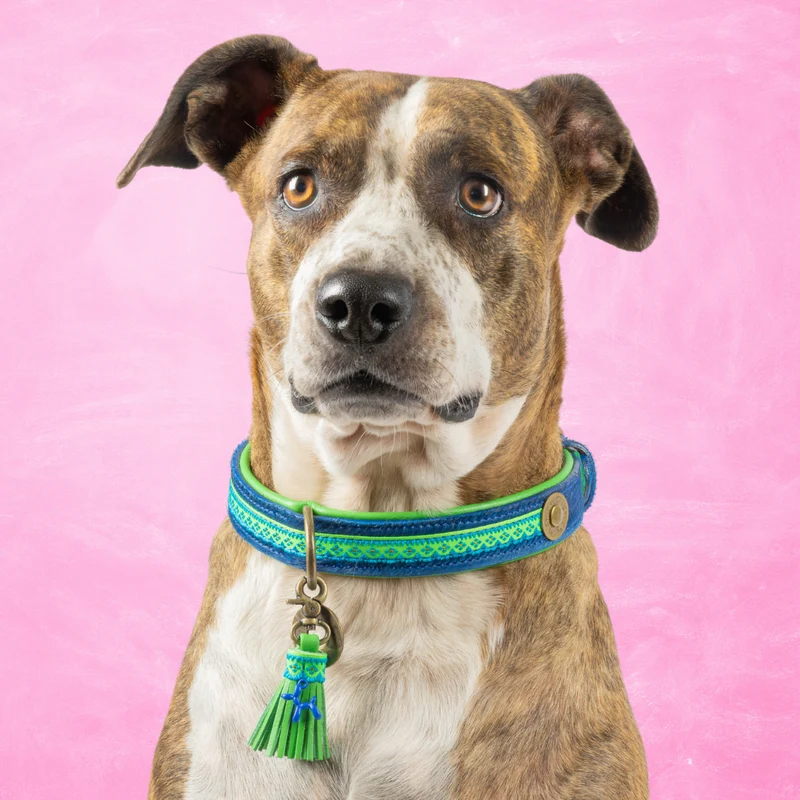 Zula hondenhalsband - Dog With a Mission - Afbeelding 2